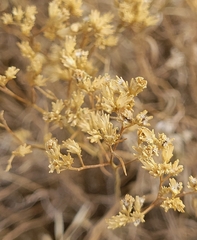 Gutierrezia sarothrae