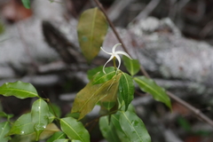 Landolphia camptoloba