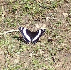 Limenitis weidemeyerii