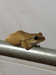 Polypedates megacephalus