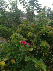 Bougainvillea spectabilis