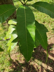 Mangifera indica