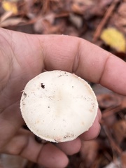 Amanita lavendula