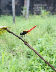 Aethriamanta brevipennis