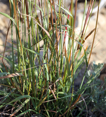 Bromus porteri