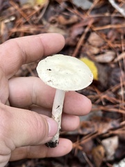 Amanita lavendula