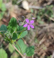 Erodium malacoides