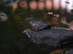 Lithobates brownorum