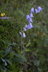 Campanula barbata