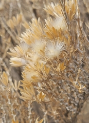 Tetradymia glabrata