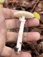 Amanita lavendula