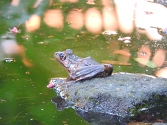 Lithobates brownorum