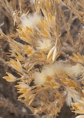 Tetradymia glabrata