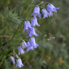 Campanula barbata