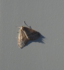 Operophtera bruceata