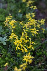 Genista germanica