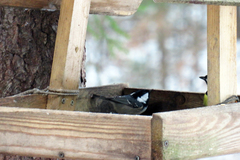 Periparus ater