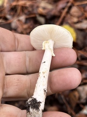 Amanita lavendula