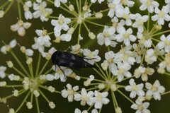 Variimorda villosa