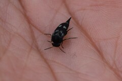 Variimorda villosa