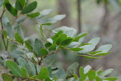 Copaifera baumiana