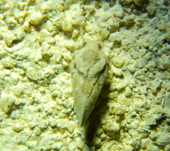 Metcalfa