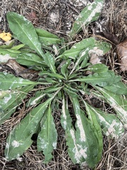 Hypochaeris radicata