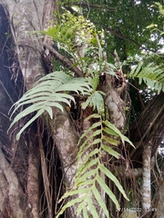 Polypodiaceae
