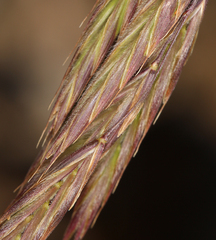 Bromus porteri