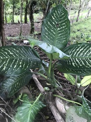 Dieffenbachia seguine