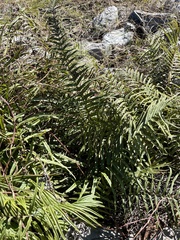 Pteris vittata