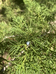 Juniperus ashei