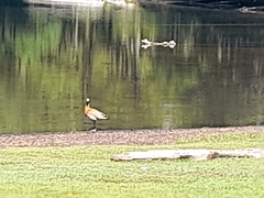 Chloephaga poliocephala