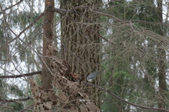 Sitta europaea