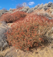 Eriogonum fasciculatum