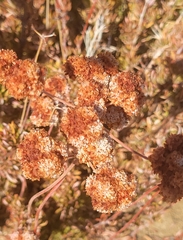Eriogonum fasciculatum
