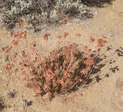 Eriogonum fasciculatum
