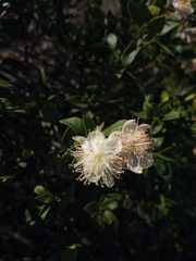 Myrtus