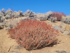 Eriogonum fasciculatum