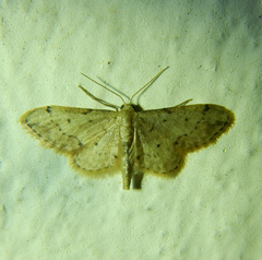 Idaea efflorata