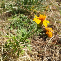 Tagetes erecta