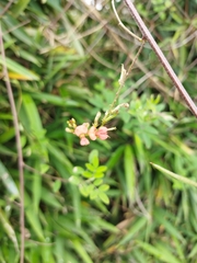 Indigofera suffruticosa