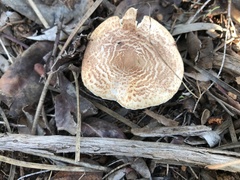 Lepiota cristata