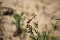 Erythrodiplax nigricans