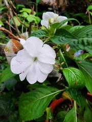 Impatiens