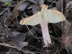 Lepiota cristata