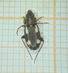 Tetragonoderus quadrinotatus