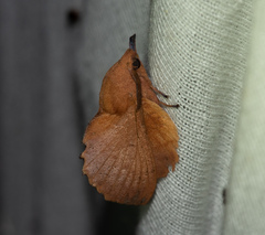 Gastropacha quercifolia