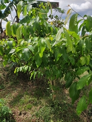 Lagerstroemia speciosa
