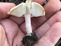 Lepiota cristata